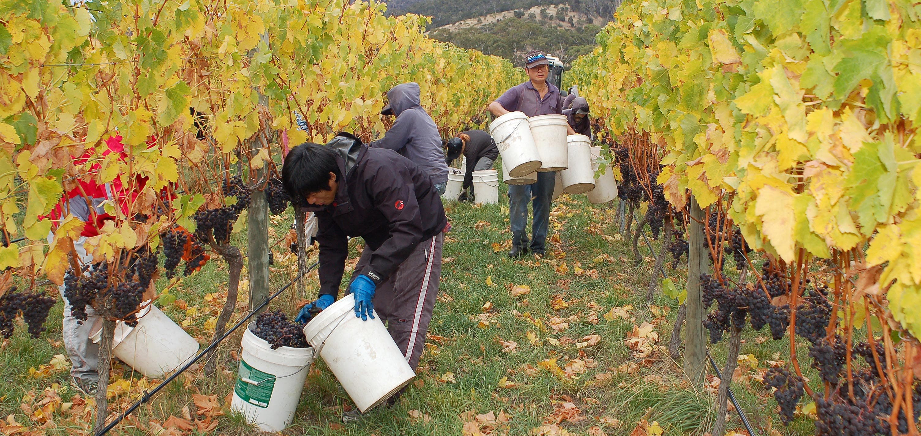 From author: "Wine grape harvest at Granton Vineyard in southern Tasmania during 2010."