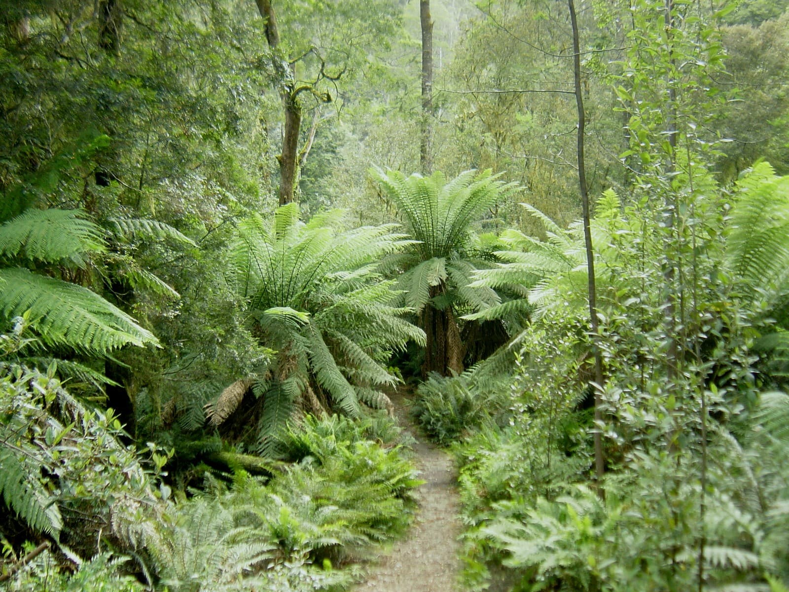Hellyer Gorge, Tasmania