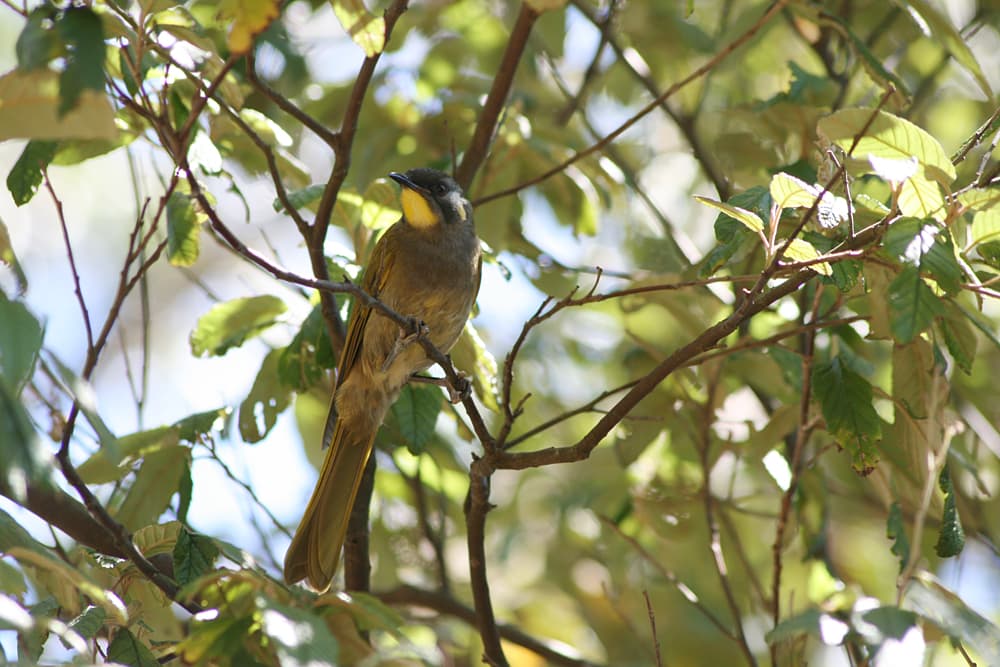 Yellow-throated Honeyeater ( Lichenostomus flavicollis ) - Detention River, NW Tasmania.