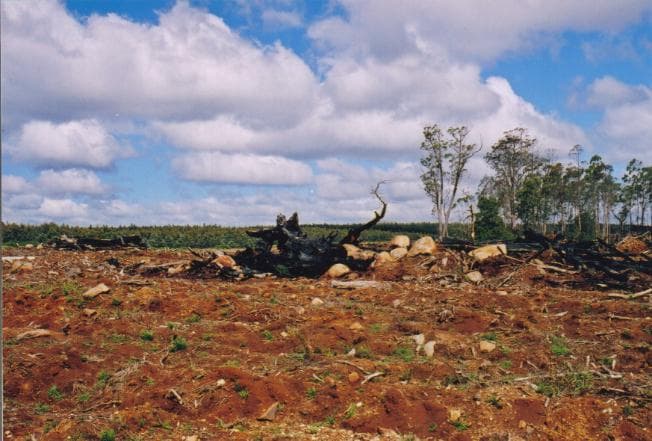 Tasmania, North west, the old-growth Eucalyptus regnans are logged, "vermin" is poisoned, the debris is bull-dozed into lines and burnt. Plantations of Australian hardwood or Pinus radiata are planted. "Vermin" includes potoroos, wallabies, wombats, lyre birds and wedge-tailed eagles. The stumps and tops of the trees are burnt. They are not used for wood-chip. It is the long straight trunks, which in very large trees of over 60 metres, 200 feet are often hollow and knotty, that are wood-chipped.
