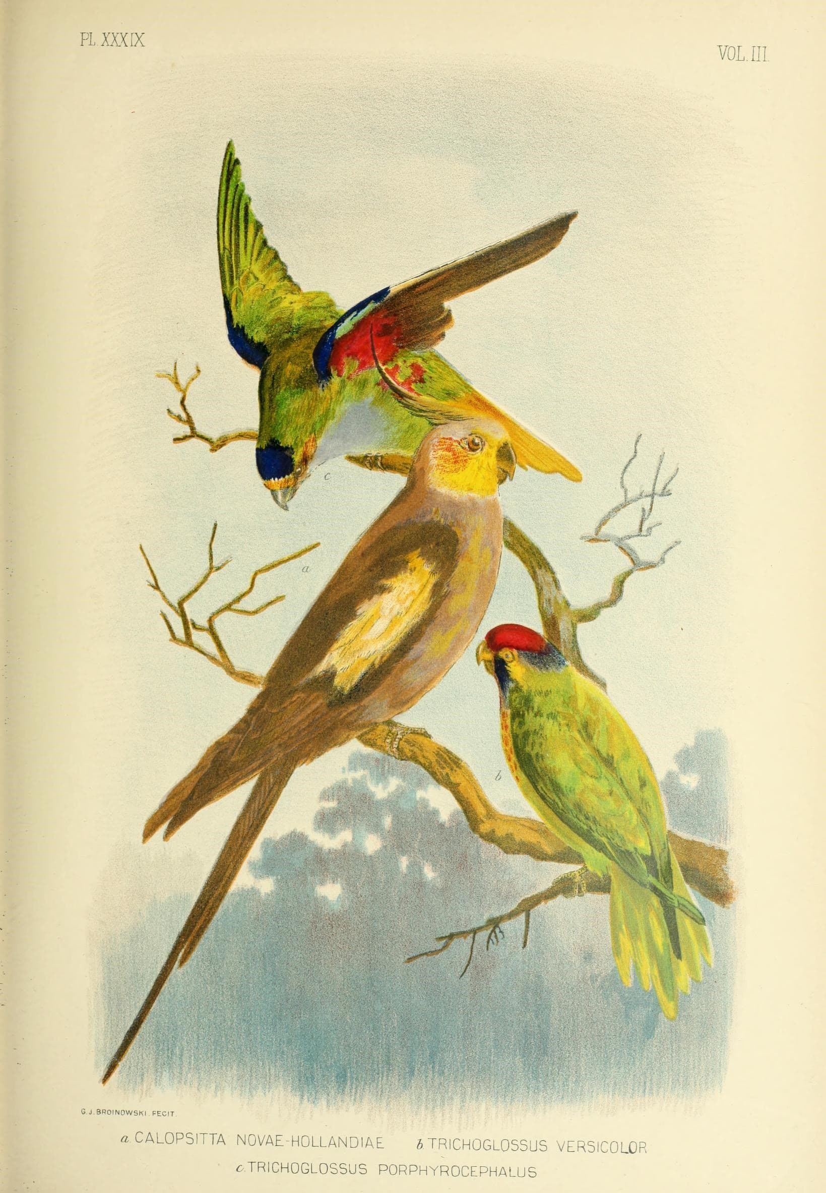 PLATE XL. TRICHOGLOSSUS NOYCE HOLLANDKE. (Omei.) BLUE-BILLED LORIKEET. Genus: Trichoglossus. THIS is surely the Brobdignagian king of the Trichoglossi. It is a noble bird, gorgeously apparelled, and so like Trichoglossus rubritorquis that it is evidently a large, strong, and beautiful evolution of that species ; and a lovely contrast to the sombre foliage among which it flits with lightning rapidity. The close connection is singular from the fact that that while the Rubritorquis is a stationary example of the Avifauna of the far North, and is confined to a restricted locality, having only one common meeting ground with its near ally at Cape York, the Novce Hollandioe is extensvely dispersed over the whole of the eastern and south-eastern face of the continent as far as South Australia, and even crosses to Tasmania, though its visits to that island are irregular. In all other respects this Lorikeet so closely resembles the red-coloured Lorikeet that a description is not necessary. The female is slightly smaller, and the scales on the breast are more defined than in the male. Egg, roundish oval, white. Length, thirteen lines and a-half ; breadth, ten lines and a-half. Head, cheeks, throat, royal blue, with a lighter stripe down each feather ; breast, scales of red and yellow, with faint black marking ; abdomen, deep royal blue in centre, blotched on each side with red and yellow ; vent, green with yellow blotches ; under tail surfaces, canary yellow at base, becoming golden green at tips ; all the upper surfaces green, blotched at the base of the neck with scarlet and yellow ; wings, dark green on their outer webs, inner webs, black, crossed by a broad oblique band of bright yellow ; tail, green above, passing into blue at the tips of the two central feathers ; under tail coverts, rich yellow, with an oblong patch of green at the extremity of each feather. Length, about fourteen inches. Habitats : Gulf of Carpentaria, Cape York, Rockingham Bay, Port Denison, Wide Bay District, Dawson River, G.B., Richmond and Clarence River Districts (New South Wales), Interior, Victoria, South Australia, and Tasmania. TRICHOGLOSSUS RUBRITORQUIS (rig. and Sorsf.). RED-COLOURED LORIKEET. Genus: Trichoglossus. IT is the natural bias of the human mind to judge of the whole by individual members, and if those members are numerous enough to develope a variety, and yet do not show any such inclination, the positive element seems to be reasonably substantiated, and a hypothesis deduced. We have hitherto regarded the Trichoglossus as a tiny dainty bird, whose fitting home is among the aromatic flower cups. The surprise is greater, then, to find that there are giants among the tribe of liliputians, and the Trichoglossus rubritorquis is a strong evidence of the fact, for it is quite as large as the Rosella, and as such should seem to have no kinship with the consumers of ambrosial fare such as the nectar of flowers. In its habits and economy the Red-Coloured Lorikeet resembles its small congeners so closely that a description of the one fits equally well the other, with the trifling difference that it is more restrictive in its exclusive partiality for the flowers of the eucalypts. The tea tree (melaleuca), which provides an abundant harvest for the Trichoglossus versicolor and others, is totally ignored by this species. Gilbert remarks that " this species is abundant in all parts of the Coburg Peninsula and the adjacent islands, and is an especial favourite with the natives, who carefully preserve the heads of all they kill, for the purpose of ornamenting their persons by slinging them to the arm a little above the elbow. It is generally seen in large flocks, feeding on the summits of the loftiest trees. Its flight is rapid in the extreme. Like the other Trichoglossi, its food consists of honey and the buds of flowers."