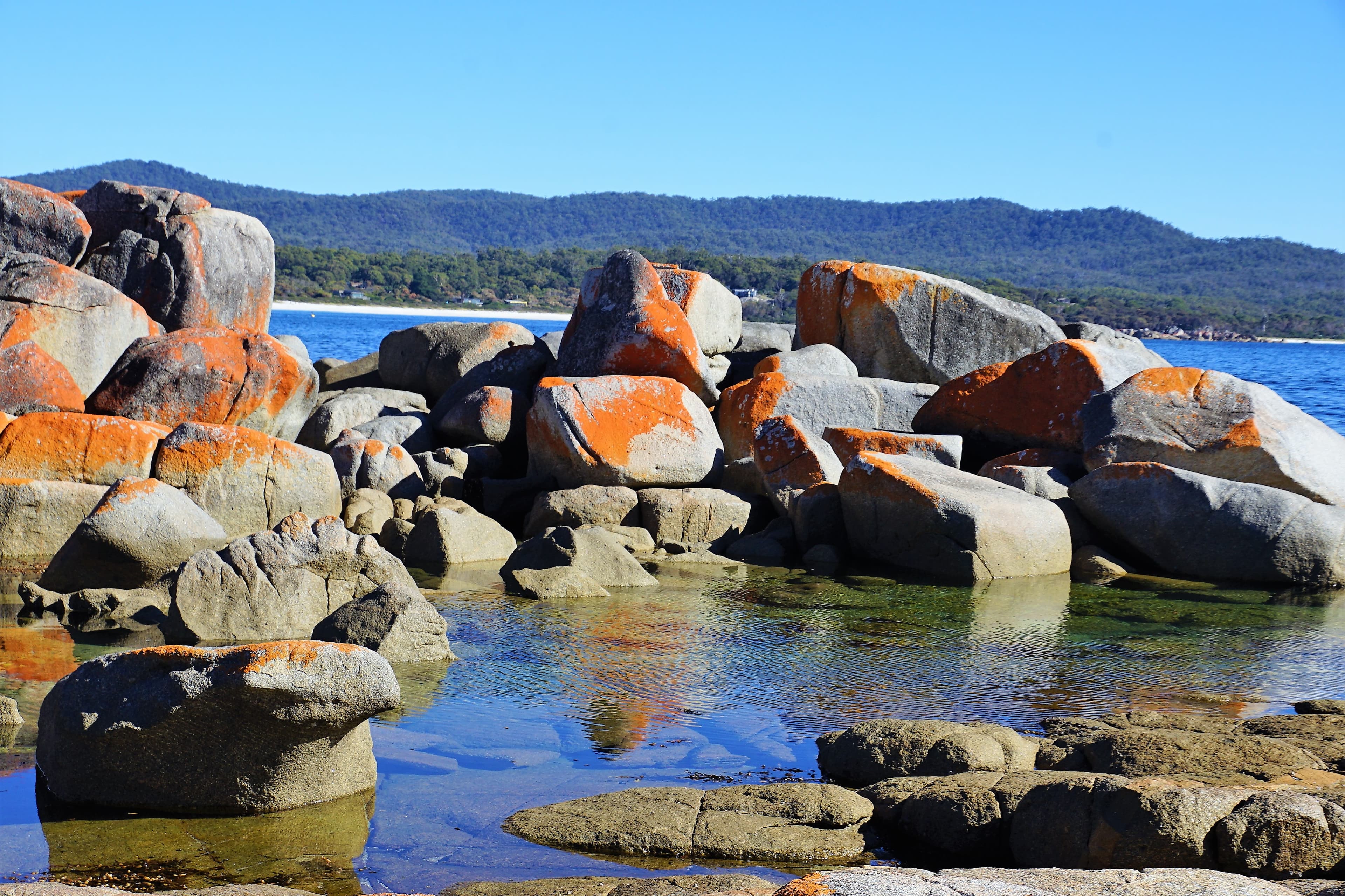 Lichen covered rocks - Bay of Fires, Bay of Fires Conservation Area, Tas
