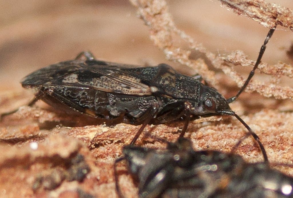 Euander lacertosus , Strawberry Bug, Lyell Hwy, Tarraleah TAS 7140, Australia