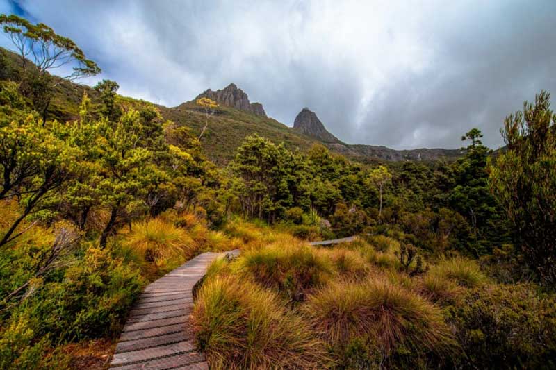 Cradle Mountain wildflowers